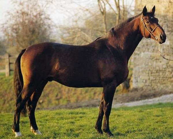 stallion Kouglof II (Selle Français, 1976, from Nankin)