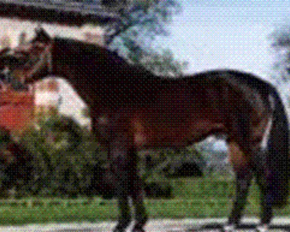 Deckhengst Quouglof Rouge (Selle Français, 1982, von Kouglof II)