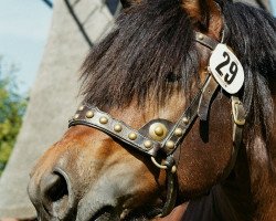 dressage horse Mattes (Rhenish-German Cold-Blood, 2005, from Marquis)