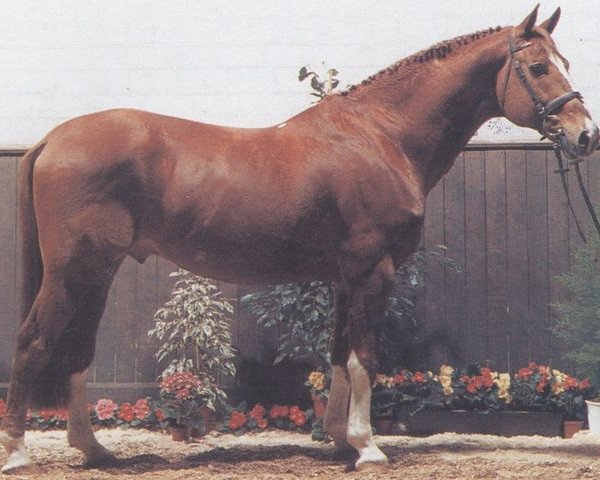 stallion Andrew (Oldenburg, 1975, from Admiral I)