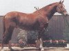 stallion Andrew (Oldenburg, 1975, from Admiral I)