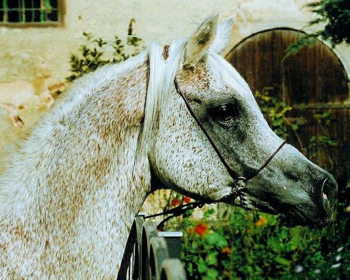 stallion Montasar ox (Arabian purebred, 1981, from Madkour 1964 EAO)