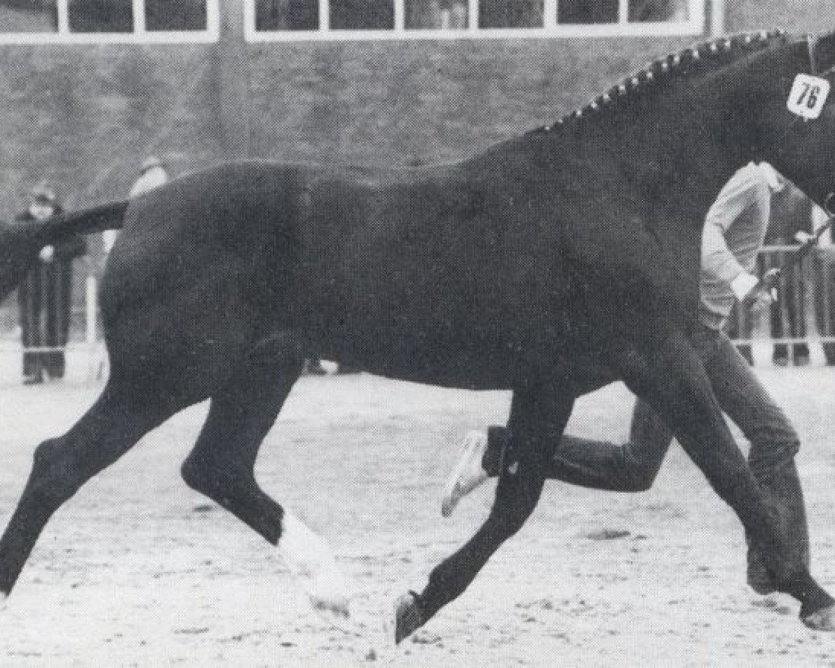 stallion Weltcup (Oldenburg, 1977, from Weltmeister)