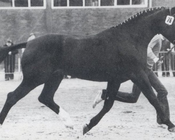 stallion Weltcup (Oldenburg, 1977, from Weltmeister)