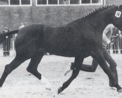 Deckhengst Weltcup (Oldenburger, 1977, von Weltmeister)