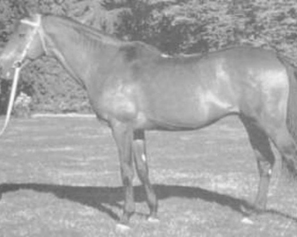stallion Black Beauty II AA (Anglo-Arabs, 1974, from Greyhound xx)