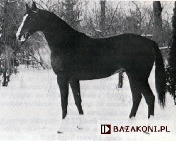 stallion Rahman AA (Anglo-Arabs, 1979, from Black Beauty II AA)