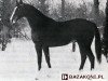 stallion Rahman AA (Anglo-Arabs, 1979, from Black Beauty II AA)