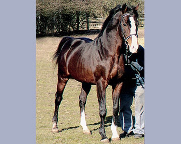 stallion Arystokrat AA (Anglo-Arabs, 1988, from Rahman AA)