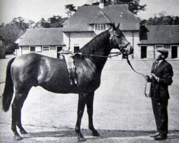 stallion Floribunda xx (Thoroughbred, 1958, from Princely Gift xx)