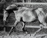 stallion Deadly Nightshade xx (Thoroughbred, 1966, from Floribunda xx)