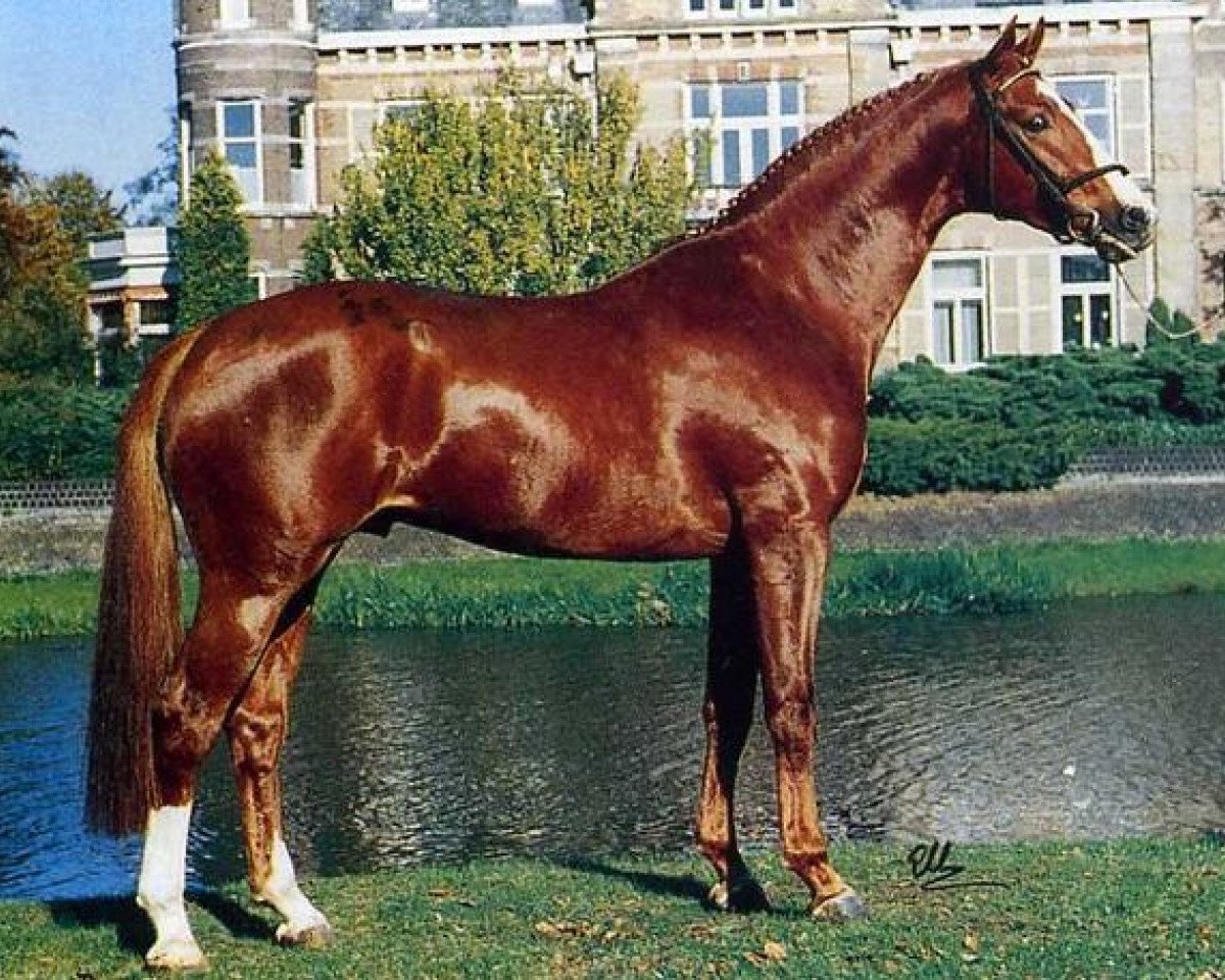 stallion Iroko (Westphalian, 1990, from Pilot)