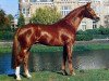 stallion Iroko (Westphalian, 1990, from Pilot)
