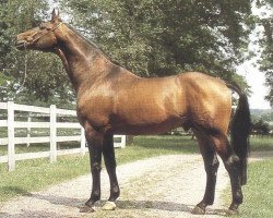 stallion Domfalk (Hanoverian, 1970, from Don Carlos 4088)