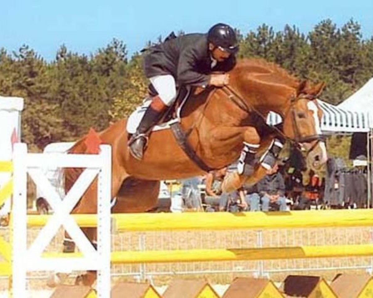 stallion Power Light (Hanoverian, 1988, from Pilot)