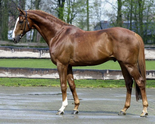 stallion Roven xx (Thoroughbred, 1990, from Lefty xx)