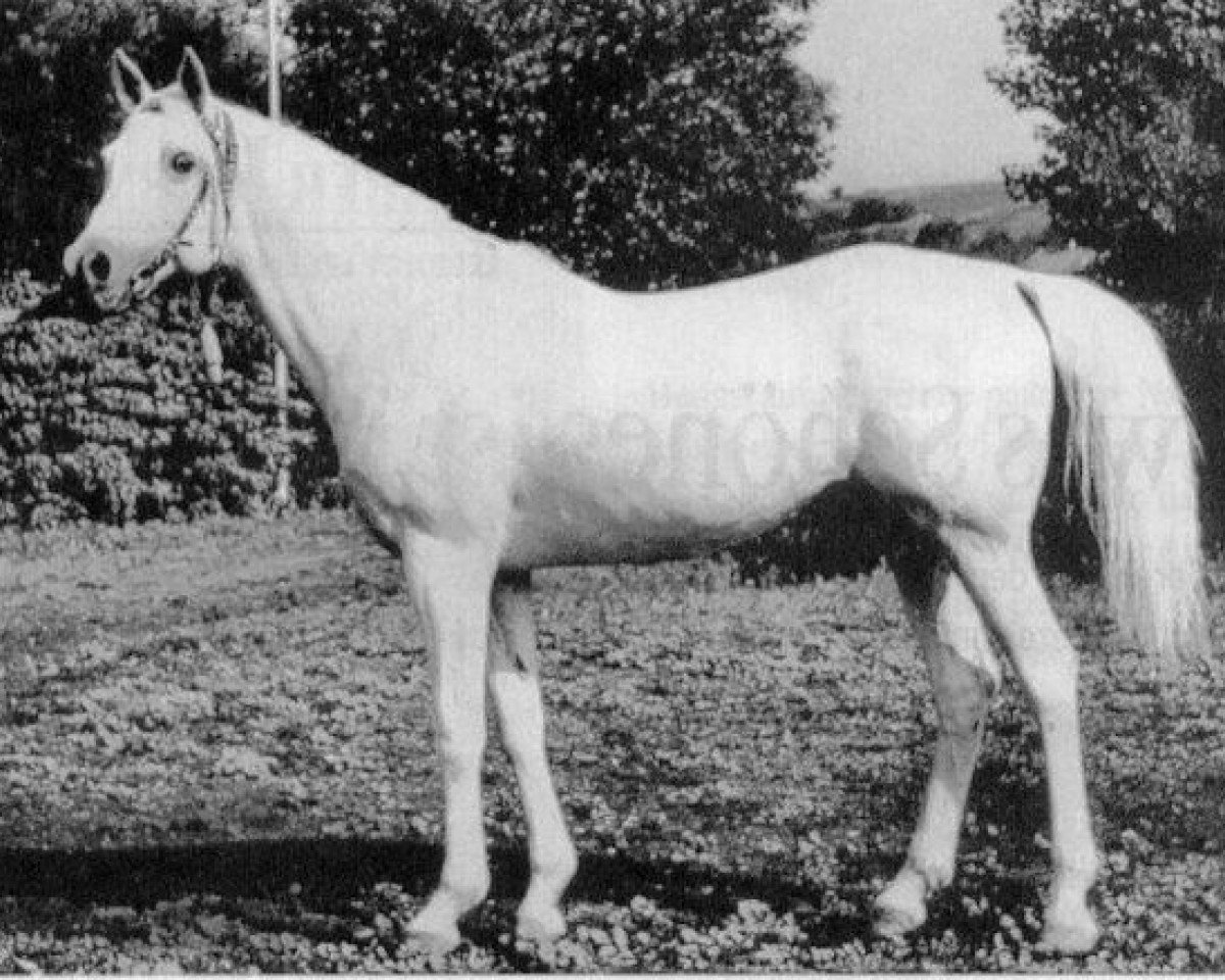 stallion Patron 1951 ox (Arabian purebred, 1957, from Negatiw 1945 ox)