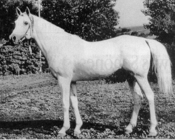 stallion Patron 1951 ox (Arabian thoroughbred, 1957, from Negatiw 1945 ox)