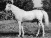 stallion Patron 1951 ox (Arabian thoroughbred, 1957, from Negatiw 1945 ox)