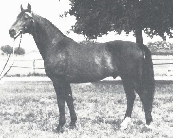 stallion Jugol (Württemberger, 1964, from Julmond)