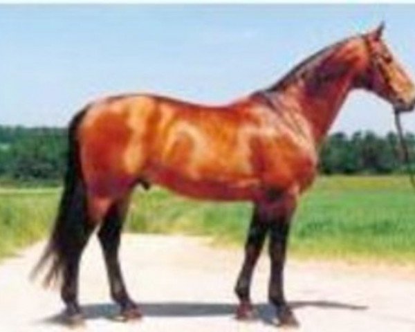 stallion Joschka (Württemberger, 1989, from Jugol)