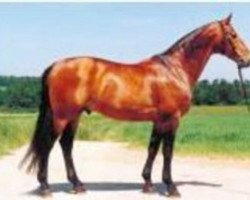 stallion Joschka (Württemberger, 1989, from Jugol)