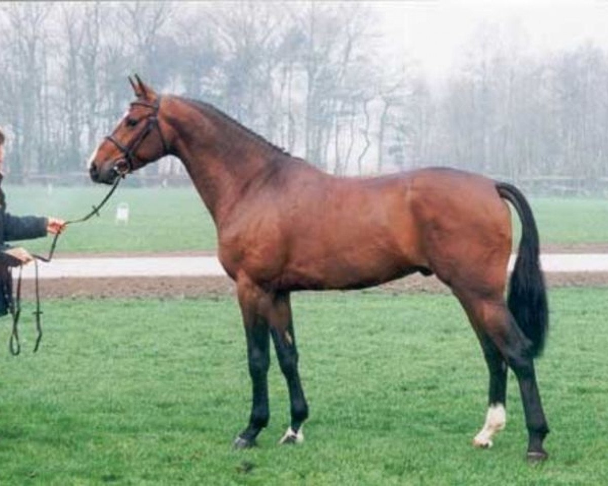 Deckhengst Ilmeo (Selle Français, 1990, von Alme)