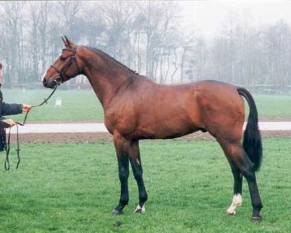 stallion Ilmeo (Selle Français, 1990, from Almé)