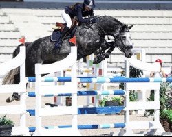 jumper Sir Robin Z (KWPN (Royal Dutch Sporthorse), 2016, from Sir Obolensky Z)