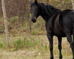 broodmare Rubina (Hanoverian, 1992, from Rubinstein I)