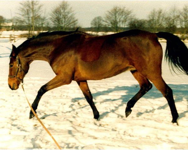 broodmare Taiga XX (Trakehner, 1982, from Alim xx)