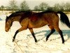 broodmare Taiga XX (Trakehner, 1982, from Alim xx)