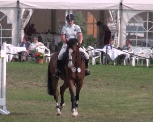 horse San Sero 2 (Hanoverian, 2003, from San Brasil)
