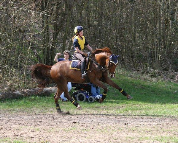 broodmare Nathalie 31 (German Riding Pony, 2000, from Speyksbosch Nelson)
