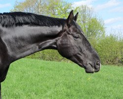 dressage horse Rafino K (Hanoverian, 2005, from Rotspon)