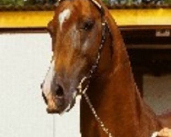 stallion Charming Champ (Württemberger, 1991, from Champ of Class)