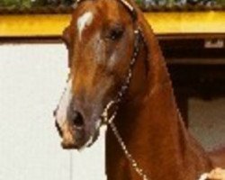 Deckhengst Charming Champ (Württemberger, 1991, von Champ of Class)