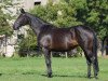 horse Clothilde (Hanoverian, 1990, from Consul)
