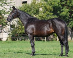 broodmare Clothilde (Hanoverian, 1990, from Consul)