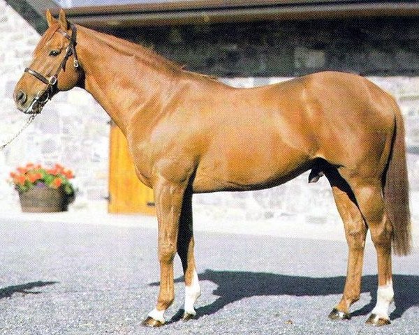 stallion Stanford xx (Thoroughbred, 1976, from Red God xx)
