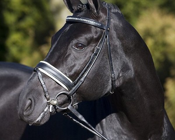 stallion French Kiss (Württemberger, 1998, from Florestan I)
