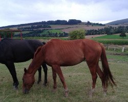 broodmare Cassandra (Hanoverian, 2013, from Cassador)