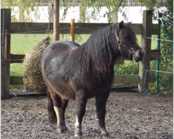 Zuchtstute Cessy (Shetland Pony, 1999, von Vino vom Silbersee)