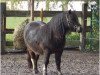 broodmare Cessy (Shetland Pony, 1999, from Vino vom Silbersee)