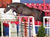 stallion Van der Vaart 4 (Oldenburg show jumper, 2010, from Van Gogh)