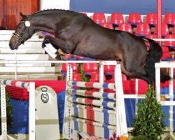 stallion Van der Vaart 4 (Oldenburg show jumper, 2010, from Van Gogh)