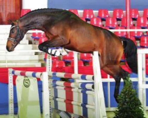 stallion Monti Obolensky (Oldenburg, 2010, from Monte Bellini)