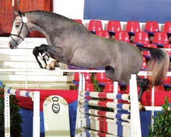 stallion Cheldon 2 (Oldenburg show jumper, 2010, from Corlensky G)