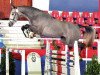 stallion Cheldon 2 (Oldenburg show jumper, 2010, from Corlensky G)