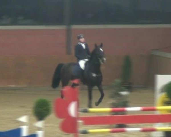 stallion Let's dance (Westphalian, 1991, from Lets Go)
